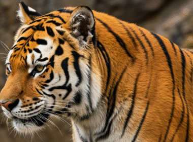 arquétipo do tigre - Guia Completo: Ativação, Lado Luz e Lado Sombra