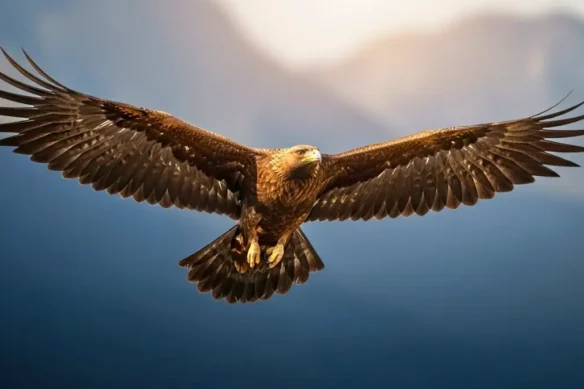Arquétipo da Águia: visão, poder e liderança | Arquétipos Animais de Poder